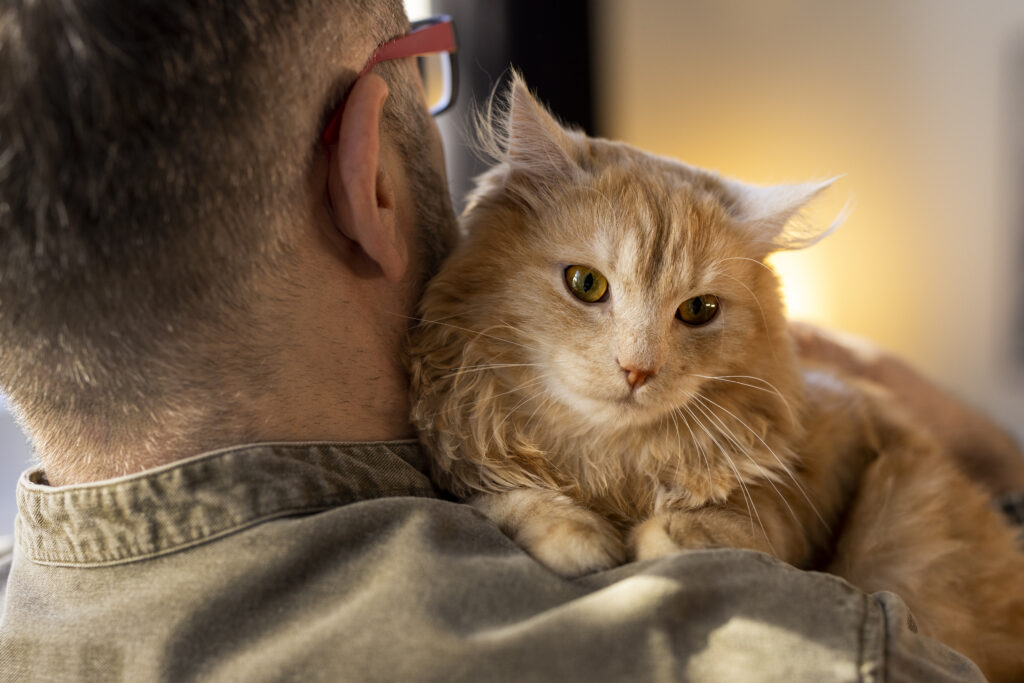 Why Is My Kitten So Clingy? 27 Clingy kitten being held by its owner, looking affectionate and secure.
